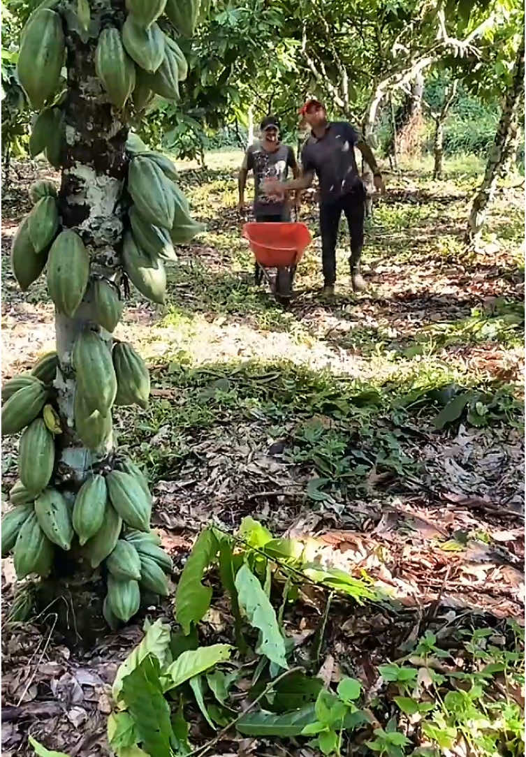 Petik kakao sebelum di makan tupai #kakao 