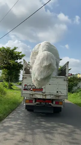 Kucing apa gajah woy🤣🤣  #kucinggemoy #kucing #viral #ogohogoh #foryou #fyp #tiktok #affiliatepemula 