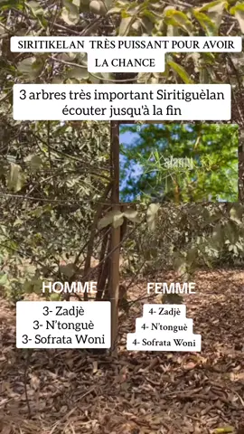 3 arbres très important Siritiguèlan  écouter jusqu'à la fin  #viral #fyp #vues #vue #visibilité #faïda #médicamenttraditionnel #médicament #traditionnel #pourtoi #pourtoii #tik_tok 
