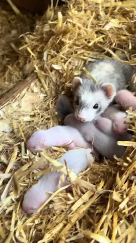 They are #keeeping her #busy now! Getting #big and #blind #shuffling around the #nest 🤣🤣