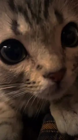 😣.                                                                                                                                                          #fy #fyp #fyppp #cat #fypppppppppppppp #viral_video #sweet #baby #cute #cats #viral #kitty #рекомендации 
