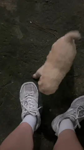 Naoffend talaga yan siya *context: Visited my parents and hindi nila alam na buntis pala isang dog namin. Hindi rin nila alam sinong ama. There was three of them but one died. #pet #fyppppppppppppppppppppppp 