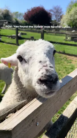 Looking for a fun family day out? ☀️ We had an amazing day at Woodside Animal Farm! 🐰🐷 They had loads of activities for the kids and even an indoor soft play area ☺️ We will definitely be visiting again  . #farm #woodsideanimalfarm #FamilyFun #familydayout  #mumtok #outdooractivities #halfterm #summerholidays #toddlerlife #toddlerfun #ugc #ugccontentcreator #ugcwithrosalie 