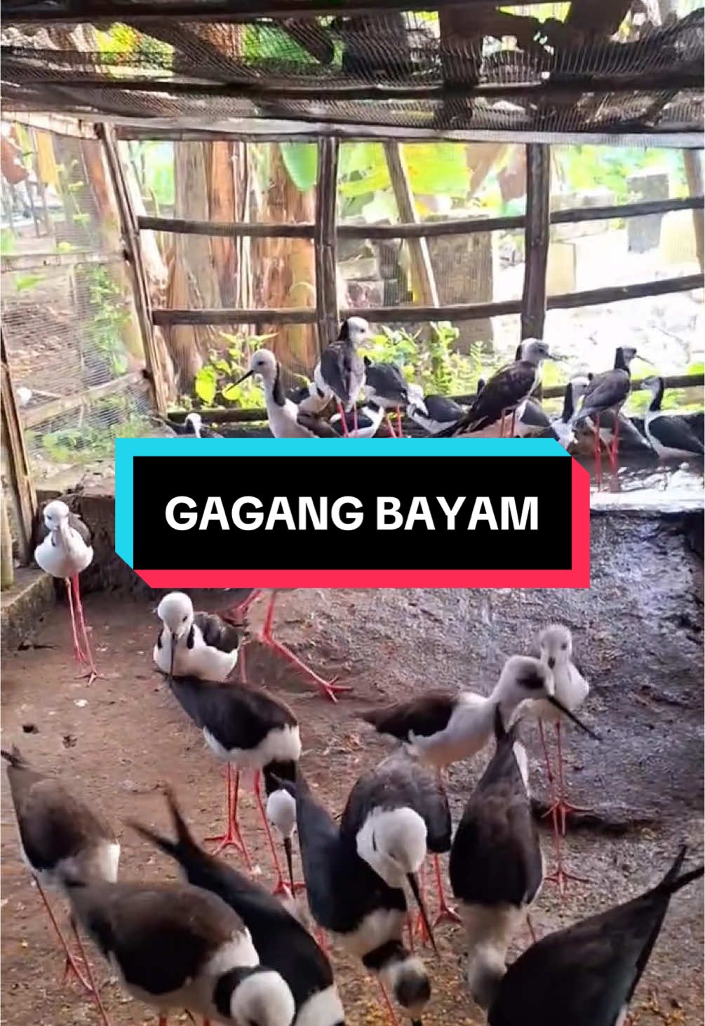 Gagang Bayam Jenis Hewan Eksotis #gagangbayam #hewanhias #fyp #ayamhias 
