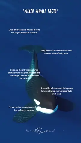 Killer whales, or orcas (Orcinus orca), are the apex predators of the ocean; intelligent, social, and incredibly adaptable. 🐋🖤 From coordinated hunting techniques to complex family bonds, these powerful marine mammals are a true marvel of evolutionary success. Some pods specialize in hunting fish, others in marine mammals, and their vocal dialects vary by group, like different languages among orca cultures. 🎯 What’s even more fascinating? These top predators show signs of teaching, learning, and even mourning. As we study orcas around the world, from Antarctica to the Pacific Northwest, we're uncovering how climate change, pollution, and human activity are affecting their fragile ecosystems. Whether you call them killer whales or sea wolves, orcas are not to be feared; they’re to be respected, protected, and studied with awe. 💙🌊 #KillerWhale #Orca #MarineBiology #OceanPredator #SeaLifeSaturday #fyppppppppppppppppppppppp 
