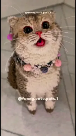 #catsoftiktok #straycat #catvibes #funnyvoiceover #emotionalcat #tiktokcate #lofiandcats #sadcatenergy #nightcat #capcutedit #aivocce #foryou #fyp