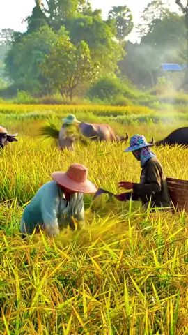 ចង់ត្រឡប់ទៅអតីតកាលវិញ🌿☘️🍀📸#foryou #fyp #foryoupage #ទេសភាពស្រុកស្រែ🌄🏜️🌱🌼🌾🐟 #ស្រុកស្រែ🖼️🌾🌞🌔❤️ 