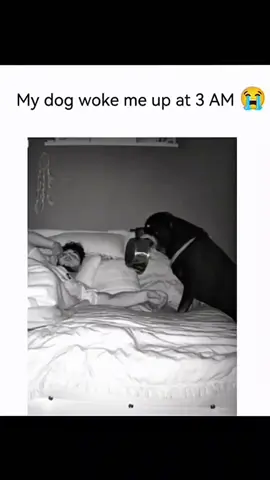 Funny dogs compilation #funnydog #funnypet #cutedog #dogsoftiktok #doglover #dog 