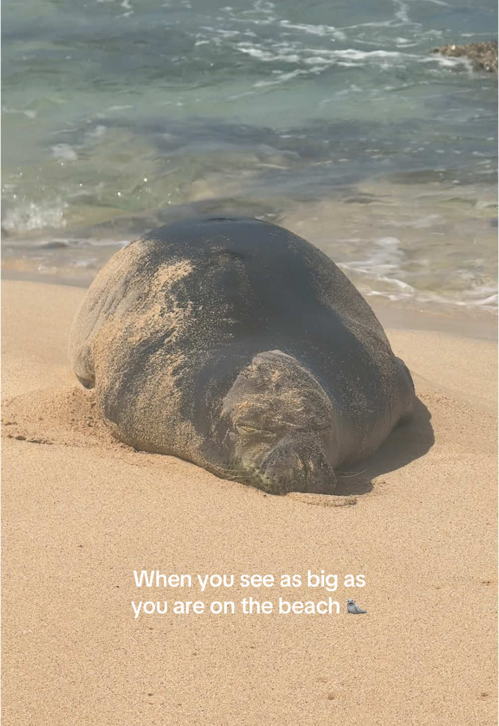 Everyone comes to O'ahu for a rest and a tan #hawaii #oahu #hawaiianmonkseal #monkseal  #tan #beach #secretbeach #secretspot #surf 