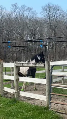 @Jamie I finally did it . I need to get a ladder so I can get closer without him stopping #horse #outrider #tikotime #chunk #chunky