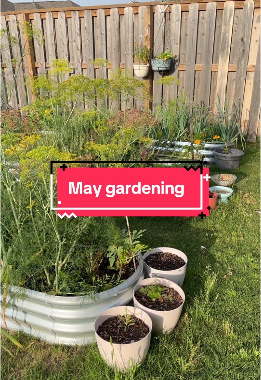 May gardening in Texas 🍅 #backyardgarden #texasgarden #homemaking #texasgardening 