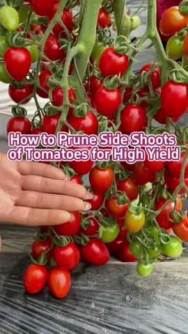 How to prune side shoots of tomatoes for high yield. #garden #gardening #gardentips #gardening101 #gardentok #gardeninghacks #gardeningtips #plant #planting #PlantLover #planttips #planttiktok #PlantTok #farmlife #farm #farmtok #farmer #farming #agriculture #agricultura 
