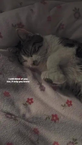 #lyrics 