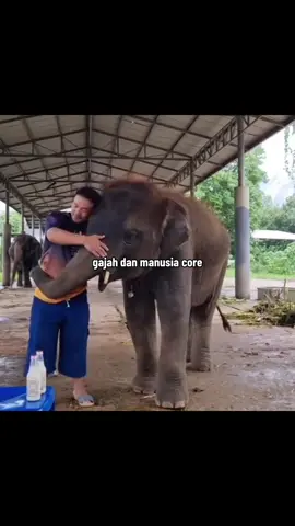Membalas @yayaaa🐢 sumpah ini gajah dan manusia sama-sama random ngakak wkwk #gajahcore #anakgajahcore #gajahlucu #anakgajahditabraktruk #gajahmalaysiaviral #anakgajahmatidimalaysia 