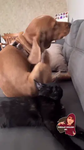 Rasquiña jajaja #humor #barranquilla #comedia ING. #colombia #doblajequillero #animales #costeños  #javi🐻🇪🇺 #viralreelsシ #murcia #latino #umor #paratodos #risate 