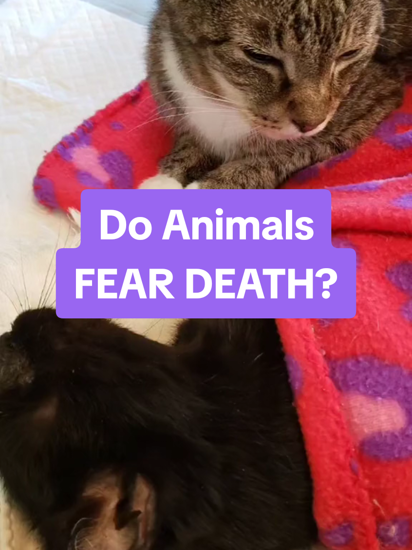 #onthisday animals know its changing form. Animals frequency is higher than humans when in body and intuitively know spirit.  #animals #afterlife #death #petloss #fear 