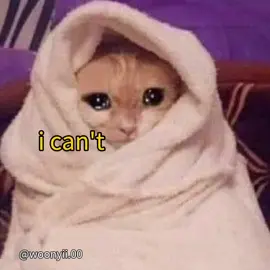 . can't sleeepp . . . . #cute #meme #voiceacting #cat 