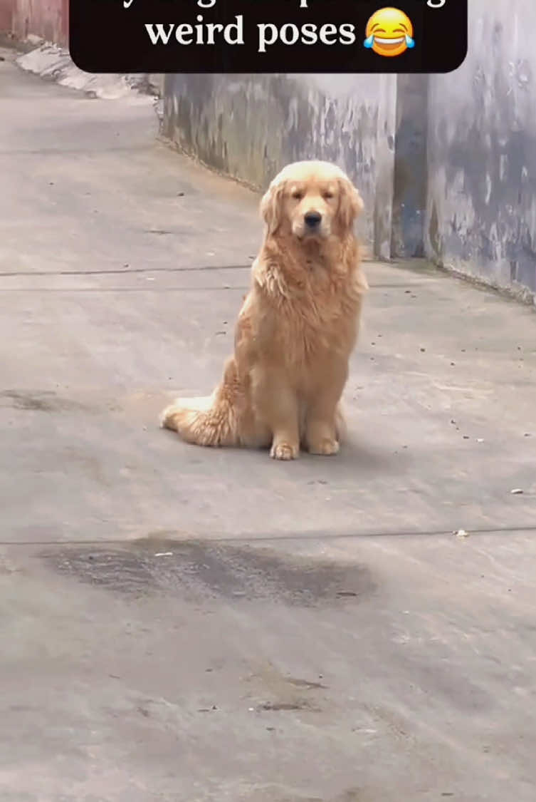 Try not to laugh 😂😂😂 #funny #animals #funnypets #funnyanimals #catsoftiktok #funnytiktok #cat #haha #dog #pet #funnyvideos 