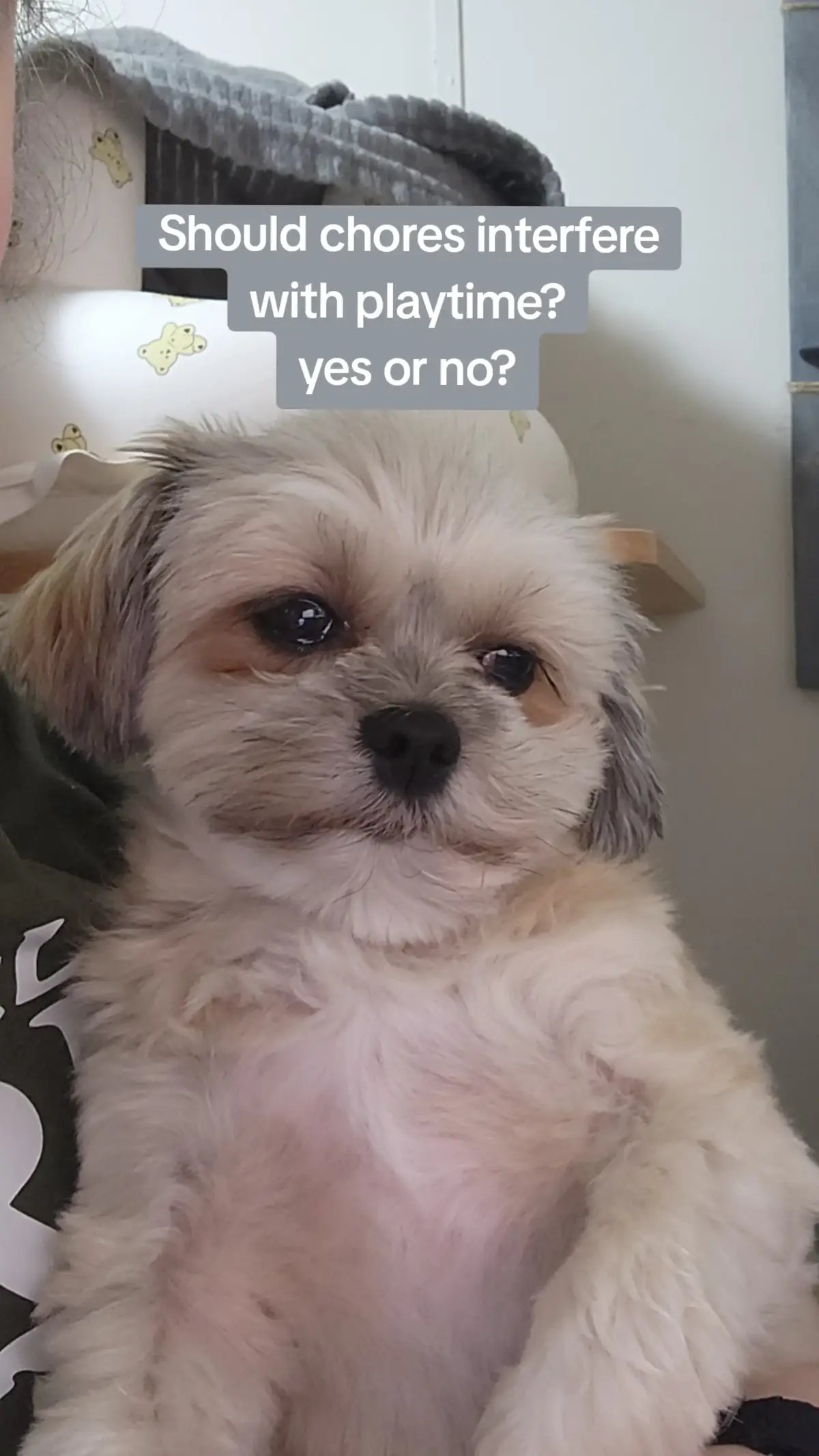 playtime over everything #shihtzudotiktok #shihtzufunny #shihtzupersonalityfunny #shihtzuvideos 