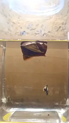 enjoyed the procces 🙏🙏 #fyp #bettafish #bluerim #bicolor #cupanghiasindonesia 