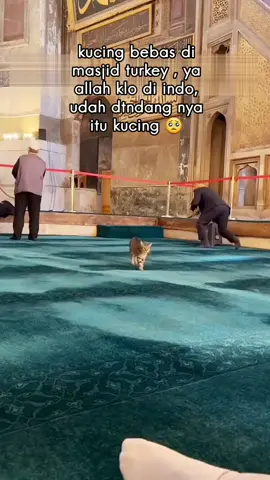 di Turki kucing bebas masuk masjid  #catlover 