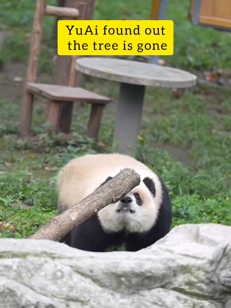 Pagi tadi Director Zhang tebang pokok di yard Yuai sebab pokok itu dah bergoyang. Yuai perasan pokok dia dah hilang dan terus lepaskan marah dekat bamboo 🤭 ♀️🐼 Yu Ai 🗓 18/5/2025 ✈️ Chongqing Zoo  #yuke #yukepanda #yuai #yuaipanda #yukeyuai #yukeyuaipanda #panda #大熊猫 #渝可渝爱 #大熊猫渝可渝爱  