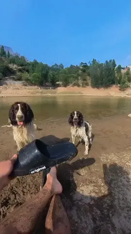 #fyp #funnyvideo #funnydog #foryoupage #gaming #joinus #fyppppppppppppppppppppppp 