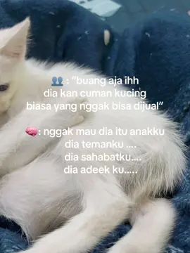 #fyp #cat #kucinglucuimut #fyp24jam #bojonegoro_jawatimur 