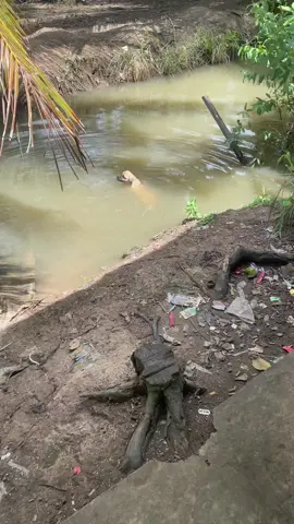 Con pet 😂😂😂#xuhuong #tiktok 