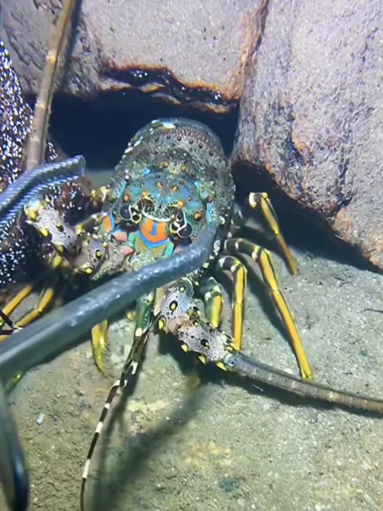 #diving #crab #catchthesea #seaside #seafood #fish #eel #lobster #seangsolofishing 