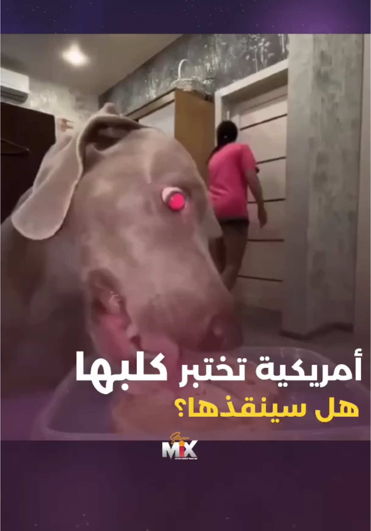 امريكية تختبر كلبها، ماذا سيحدث ان تمت سرقتها امامه🤣🤣