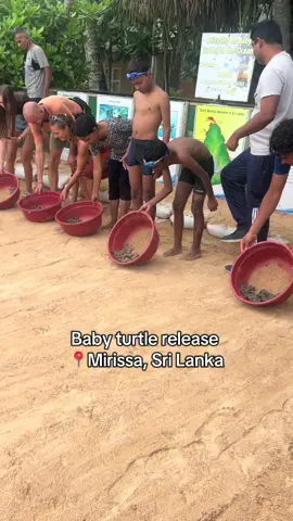 #turtle #fyp #fy #vacation #ocean #water #babyturtle #mirissa #srilanka #@Nico 