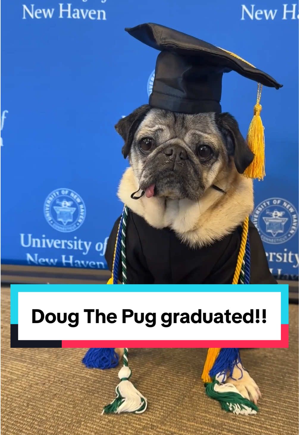 CLASS OF 2025 🎓 @unewhaven  Doug The Pug just made history by being an honorary graduate with the Class of 2025! He majored in Furensic Science 🥹 Thank you to the University of New Haven and @President Frederiksen for this incredibly special and fun moment.  #graduation #classof2025 #universityofnewhaven 