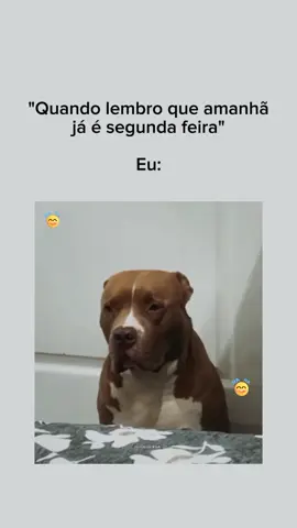 😂😂😂 . . . #segunda #segundafeira #eu #eunavidakkkkk #eutodinhakkk #humorbrasileiro🇧🇷 #memes #kkkkkkk #videosengracados😂 #memesbrasileiros😂 #memes😂 #humortiktok #eunavida #segundou #domingo #amanha 