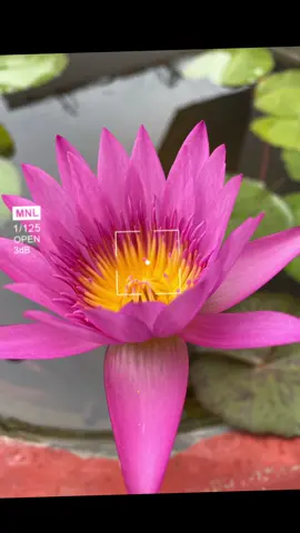 #xuhuong #hoa #canhdep 