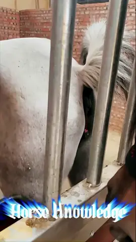 Stallion Horse Sheath show for new Horse Baby Ready this female Horse #horselife #horsebreeding #horsemeeting #tiktok #viral #yfp