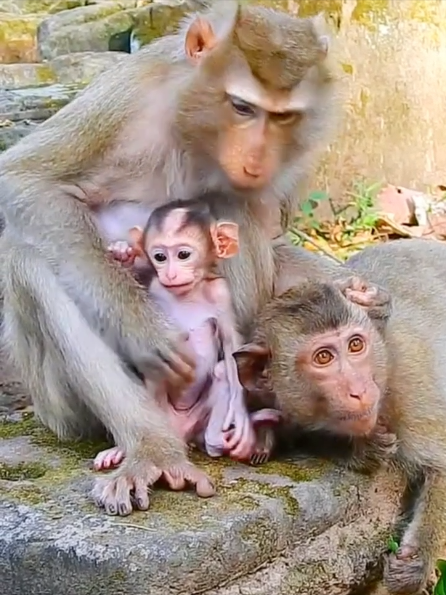 Beautiful monkey  #monkeybaby #funnyvideo #monkey #funnyanimals 