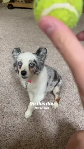 #onthisday #dogsofttiktok #onthisday #fetch #miniaustralianshepherd #blueeyes #itsallintheears #spring #foryourpage #fyppppppppppppppppppppppp 