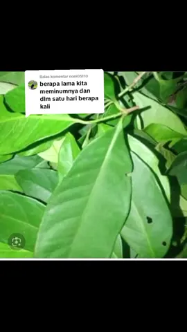Membalas @noni05110 konsumsi 3x sehari ya kk#manfaatdaunsalam #rebusandaunsalam #ramuanherbalalami #daunsalam #semogabermanfaat #tipssehatalami #fyp 