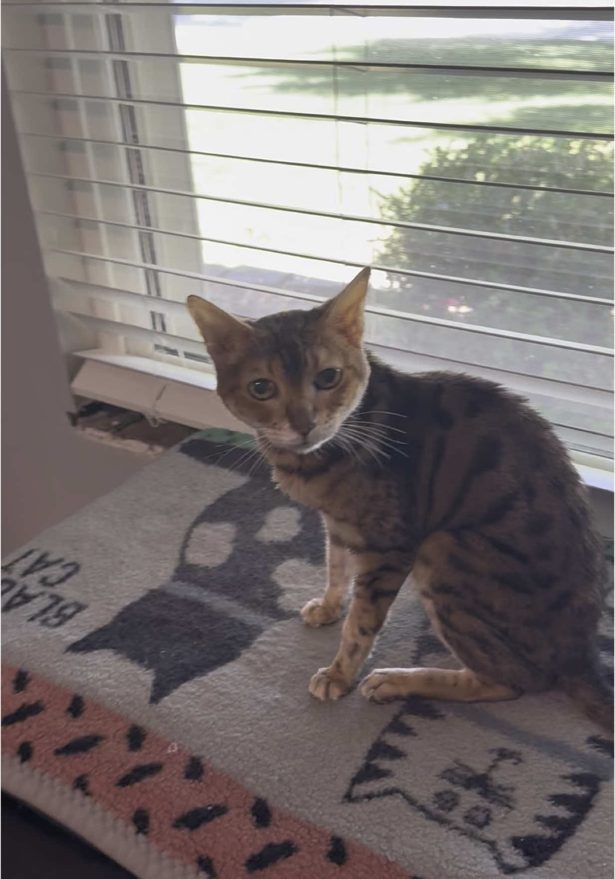 Hi! It’s been a while! We’ve been super busy so getting videos of Chloe have been difficult. Hopefully we will be able to get some posted on a more regular basis.  On a side note, Chloe celebrated her 18th birthday earlier this month!  Let’s wish Chloe a Happy Birthday!! #bengals #bengal #bengalcat #cat #meow #animalsoftiktok #lazycat #elderlycatsoftiktok #funny #cats #catlover #fypage #foryoupage #catsoftiktok #foryou #loudmeow #loud #trending #trend #trendingvideo 