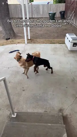 My fur babies 🤍 #GoldenLab #Hero #Doberman #Stella #BigBrother #LittlerSister #PlayTime #MySundayMornings #Viral #Fyl #fypppppppppppppp 