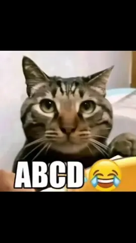ABCD microwave😂 #abcd #cat #fyp #memestiktok 