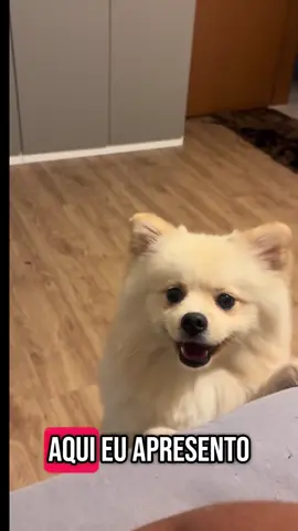 Aparesento para vocês a FOFINHA 🥰 #maedepet #amormaior #flypシ #familiapeluche #familia #alegriaquecontagia #pets 