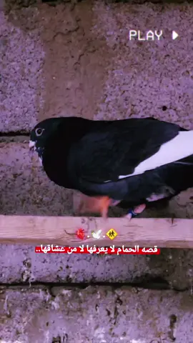 #الحربي #الشاملي #البولندي #العراق🇮🇶 #الحرب #الكوت #النعمانيه #مشاهير_تيك_توك #2025 #اعادت_نشر🔁 #تصميم_فيديوهات🎶🎤🎬 #صعدو_الفيديو #explore 