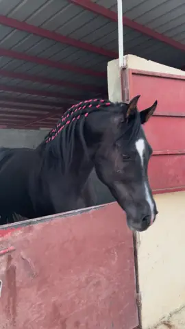 حمدي #تصويري📷❤️❤️سعد🐎🐎ماشاءالله تبارك الله 
