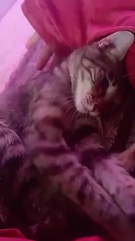 ❤️😺