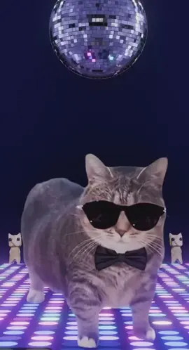 Es domingo, noooooo #cat #gato #bailando #humor #parati #tiktok #dance 