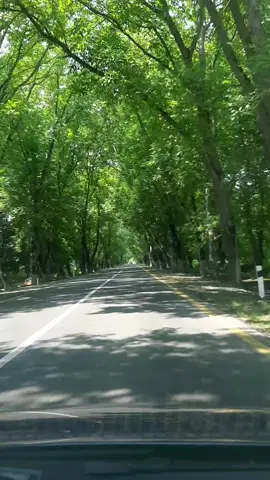 #mənzərə #kəşfettt 🌳🍀🌳