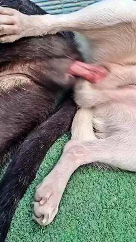 dog meeting #f #fyp #foryoupage #funny #fypシ゚ #fypp #fouryou #anime