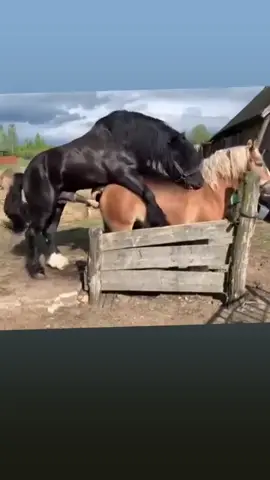 horse meeting #fyp #f #foryoupage #funny #fypシ゚ #fouryou #anime